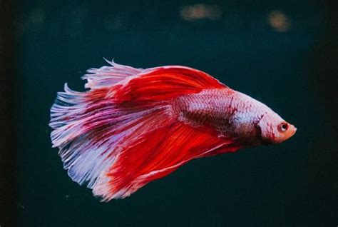 o que pode ser quando o peixe betta não quer comer - peixe betta como cuidar